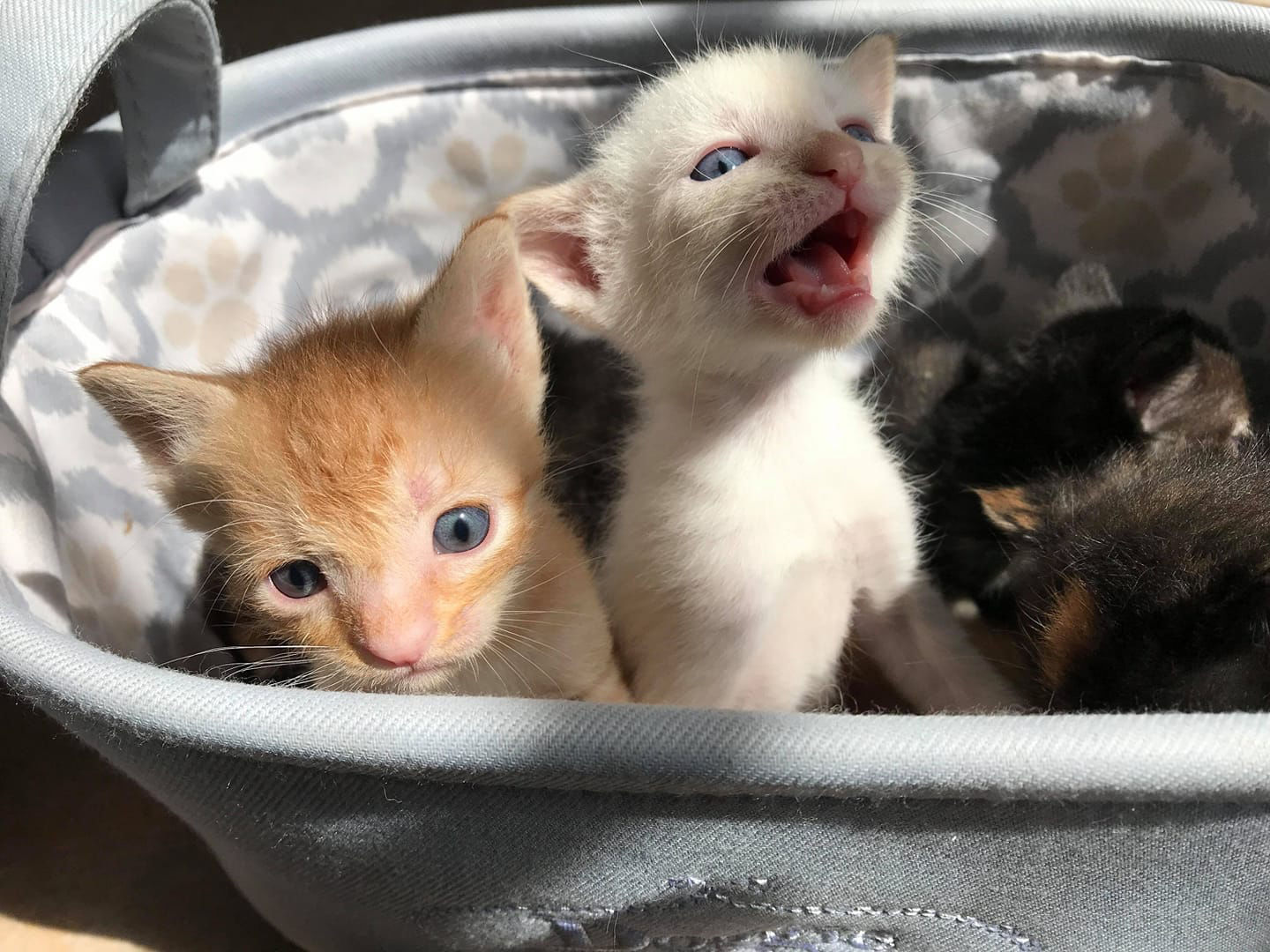 Pima Paws For Life Shelter